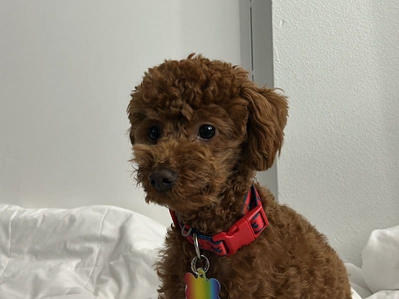 Toy Poodle 2 years 2 months old female small named Bella for breeding in Miami-Dade County, Florida | Petmeetly