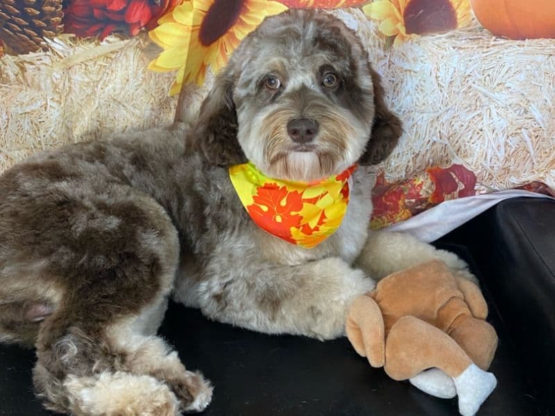Cocker Spaniel 1 year 5 months old male medium named Bentley for breeding in Montgomery County, Maryland | Petmeetly