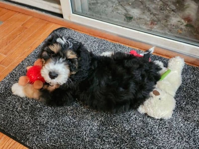 Teddy primary photo