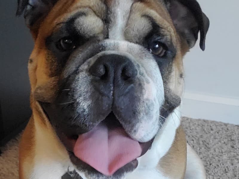 Bulldog 5 years 1 month old male medium named Bronze for breeding in Onslow County, North Carolina | Petmeetly