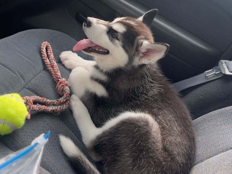 Siberian Husky 4 months old male large named Nova for adoption in Sarpy County, Nebraska | Petmeetly