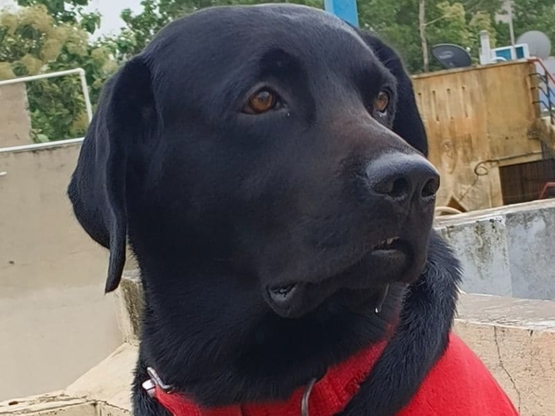 Jack primary photo