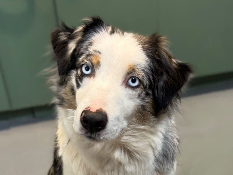 Australian Shepherd 3 years 9 months old female medium named Luna for breeding in Snohomish County, Washington | Petmeetly