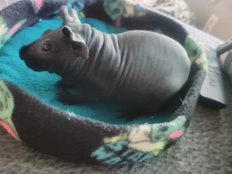 Guinea Pig 3 years 1 month old male named Smedge for adoption in Clay County, Missouri | Petmeetly