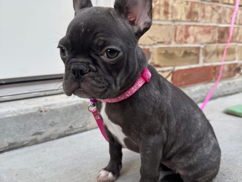 French Bulldog 3 months old female small named Bella for sale in Hidalgo County, Texas | Petmeetly