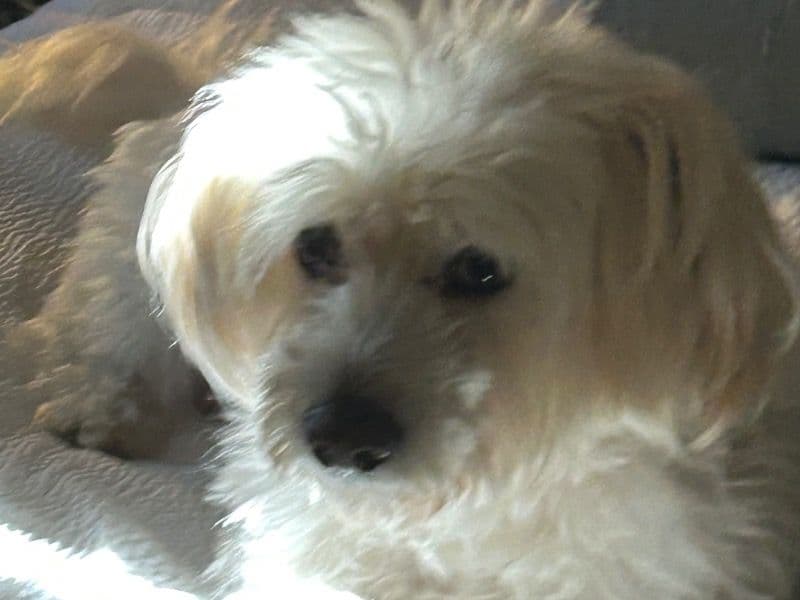 Toby primary photo