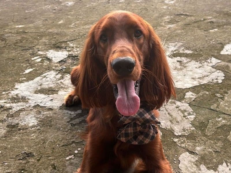 Irish Setter 1 year 4 months old male large named Salvo for breeding in Lower Assam Division, Assam | Petmeetly