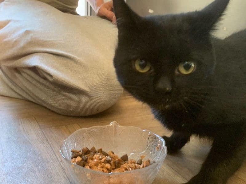 Binx primary photo