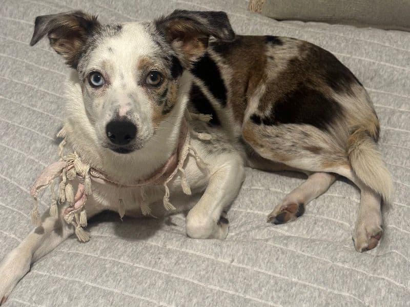 Australian Kelpie 2 years 7 months old female medium named Hazel for breeding in Wyndham City, Victoria | Petmeetly