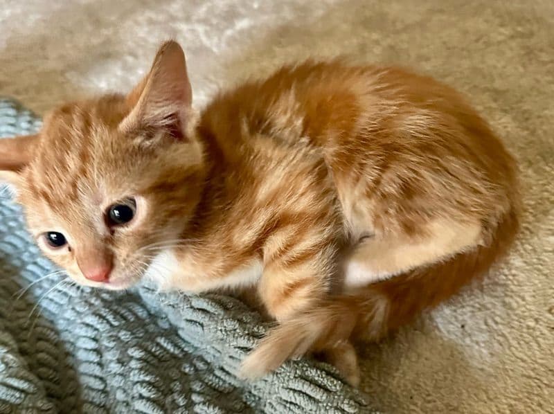 American Shorthair 2 months old male named Ginger for adoption in San Diego County, California | Petmeetly