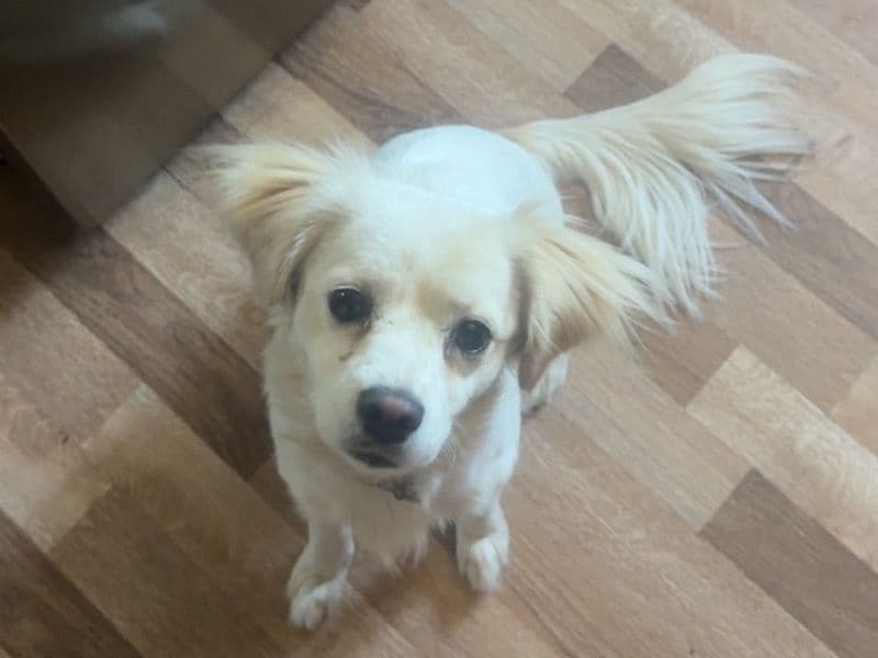 Malshipoo 2 years 2 months old female medium named Minnie for sale in Los Angeles County, California | Petmeetly