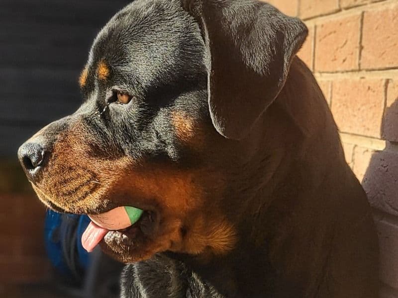 Rottweiler 2 years 7 months old male large named Brodie for breeding in Gloucestershire, England | Petmeetly