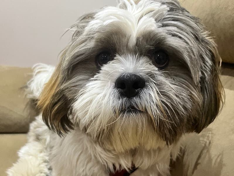 Oreo primary photo