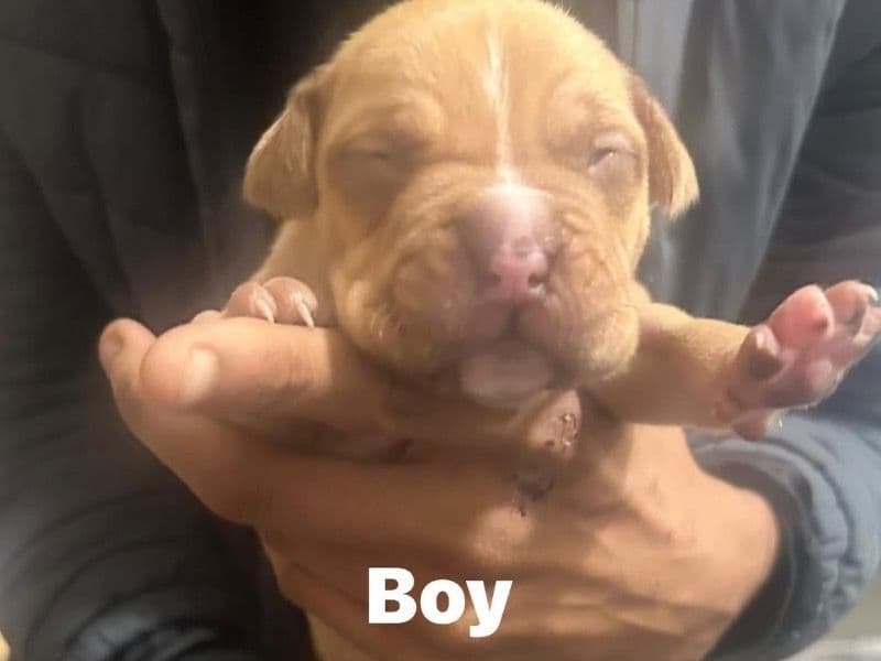 Rednose Pitbull Terrier Less than 1 month old male medium named Frito for sale in Washington County, Oregon | Petmeetly
