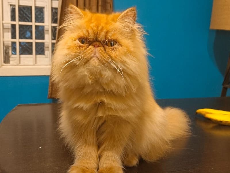 Persian 3 years 1 month old female named Ginger for breeding in Chennai, Tamil Nadu | Petmeetly