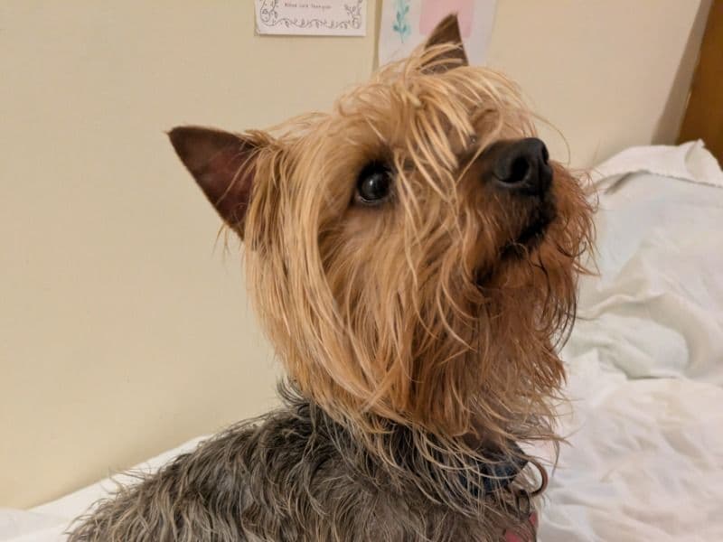 Yorkshire Terrier 3 years old male small named Jasper for sale in Fayette County, Pennsylvania | Petmeetly