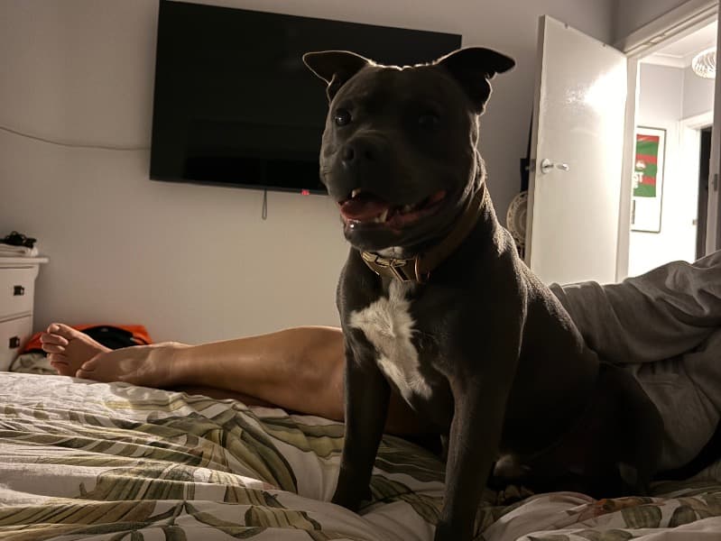 Staffordshire Bull Terrier 1 year 6 months old male medium named Crusier for breeding in Wollongong City Council, New South Wales | Petmeetly