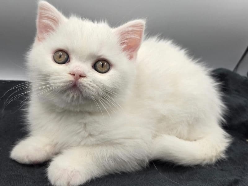 Scottish Straight 5 months old female named Doodle for sale in Cowlitz County, Washington | Petmeetly