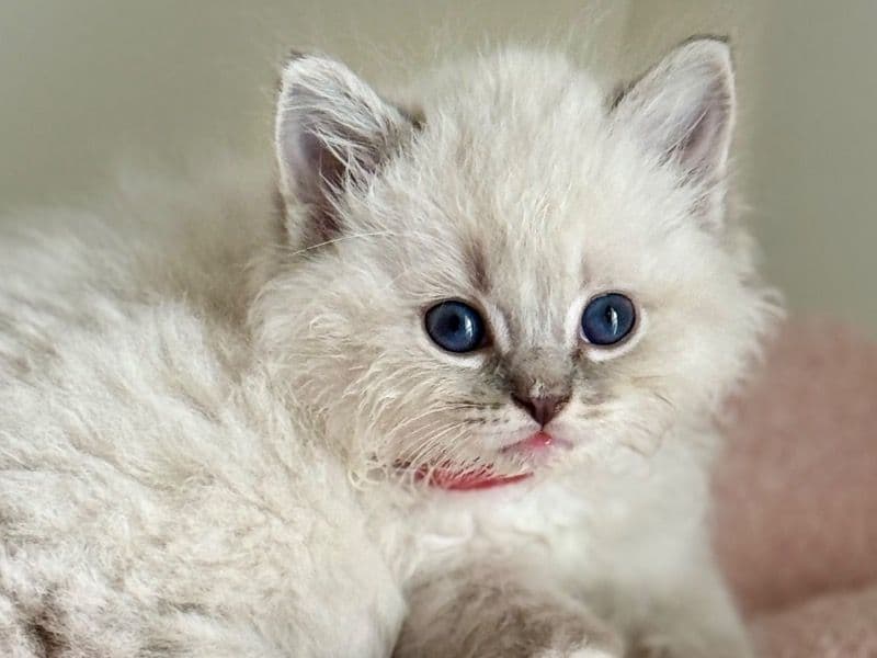 Coco - Ragdoll | Petmeetly
