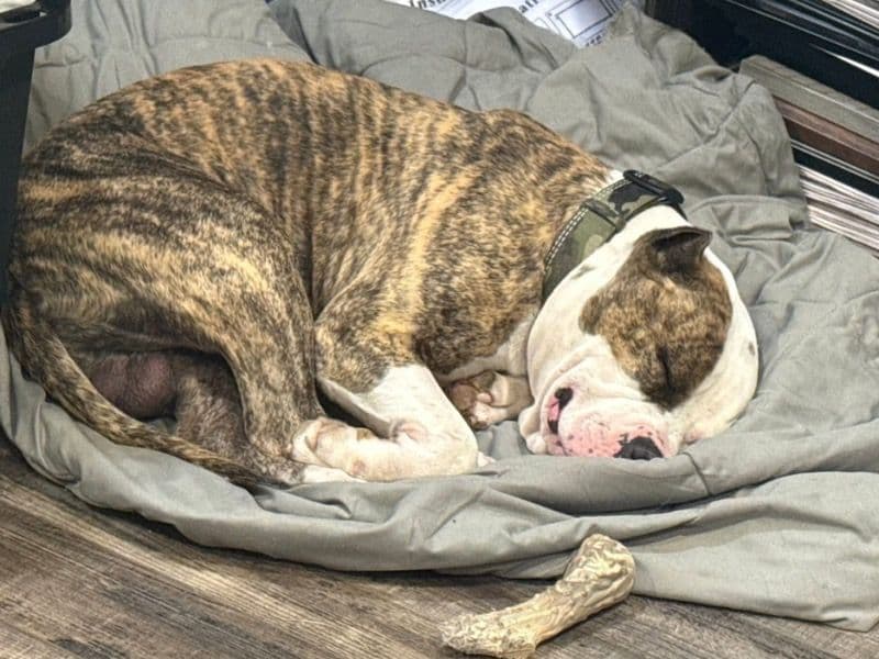 American PitBull Terrier 2 years 6 months old male medium named Boe for breeding in Phelps County, Missouri | Petmeetly