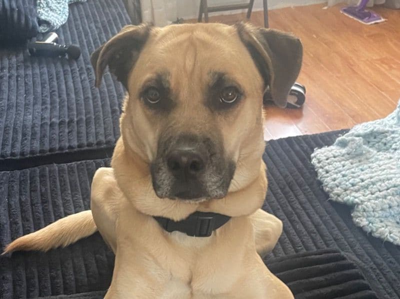 Cane Corso 2 years 9 months old female large named Stella for breeding in Worcester County, Massachusetts | Petmeetly