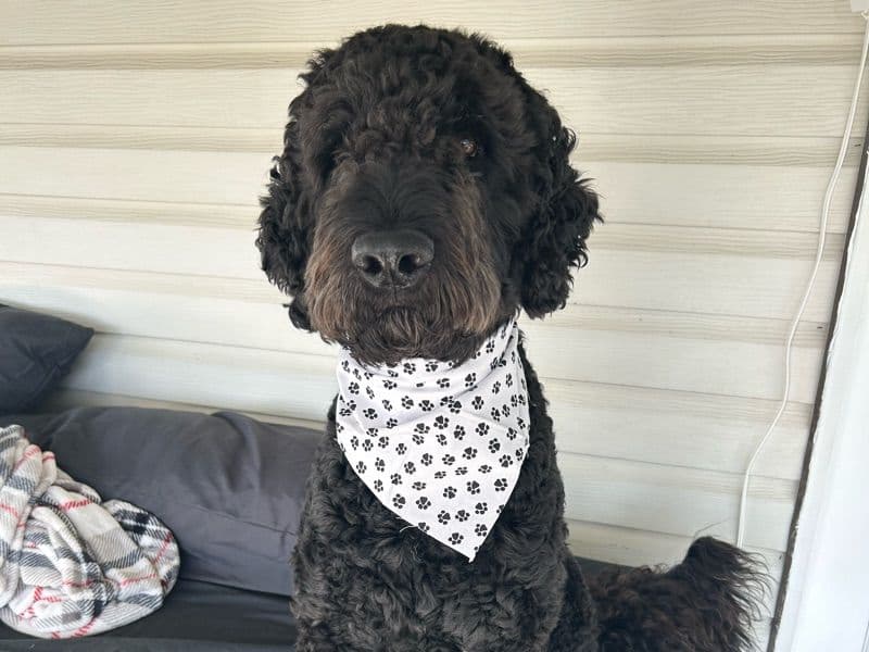 Goldendoodle 5 years 2 months old male large named Harvey for breeding in Mobile County, Alabama | Petmeetly