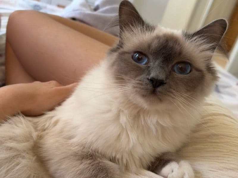 Balinese 1 year 7 months old female named Tiffany for breeding in Maricopa County, Arizona | Petmeetly