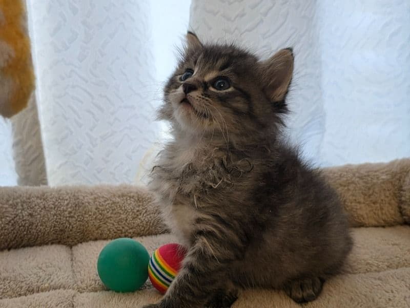 Percy - American Shorthair | Petmeetly