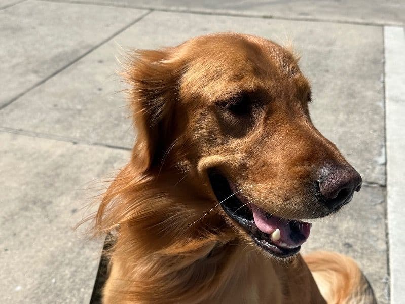 English Golden Retriever 3 years 11 months old male large named Paw Paw for breeding in Bexar County, Texas | Petmeetly