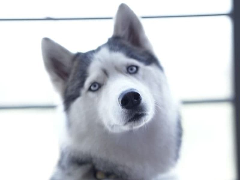 Husky 3 years 7 months old female medium named Kiara for breeding in Bangalore Division, Karnataka | Petmeetly