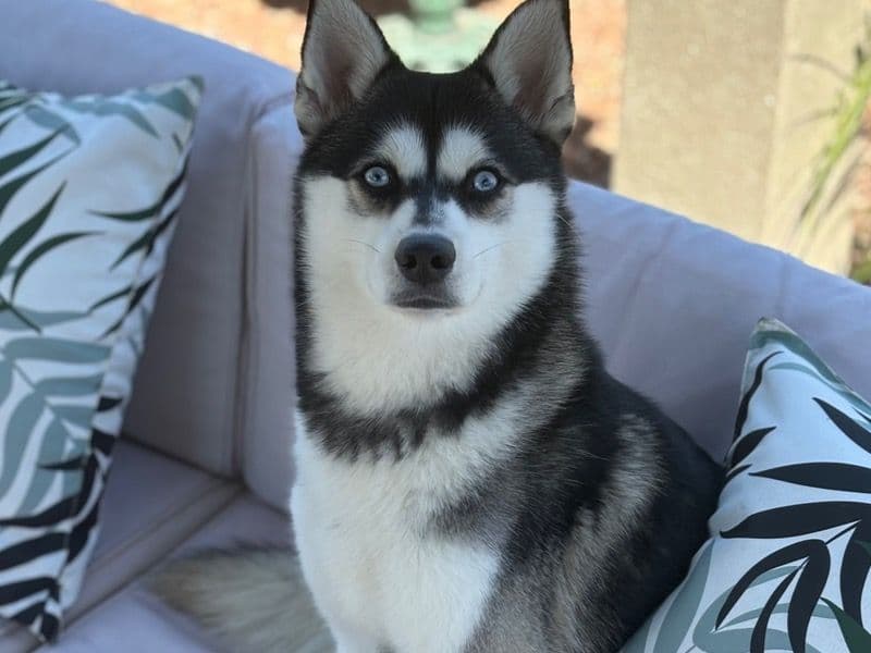 Pomsky 2 years 5 months old male medium named Floki for breeding in Maricopa County, Arizona | Petmeetly