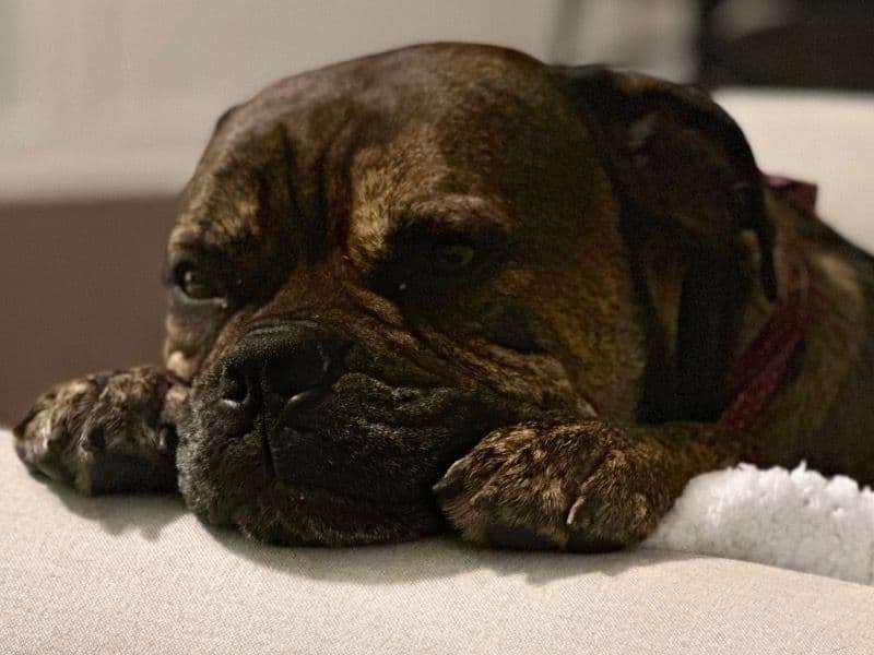 Cane Corso 6 years old male extra large named Bruno for adoption in Broward County, Florida | Petmeetly