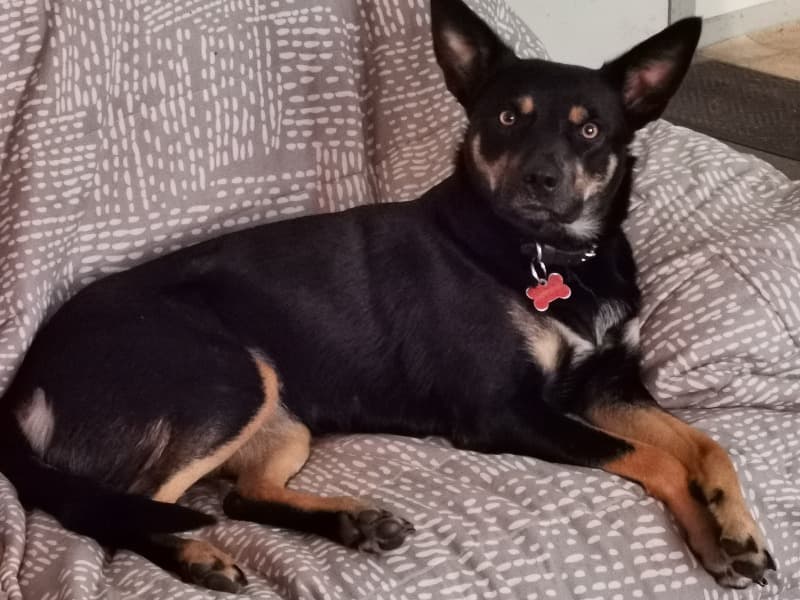 Toto  - Australian Kelpie success story