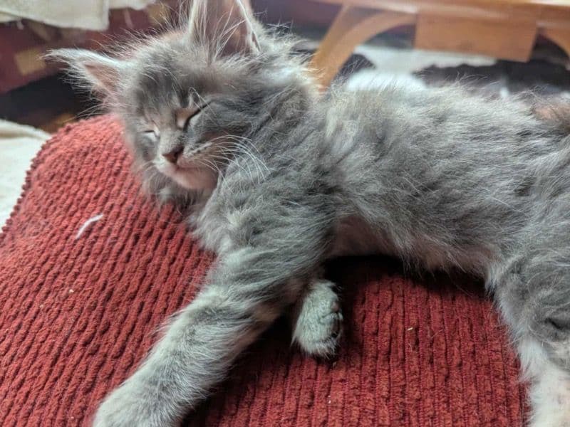 Maine Coon 3 months old female named Foxy for sale in Warren County, Ohio | Petmeetly