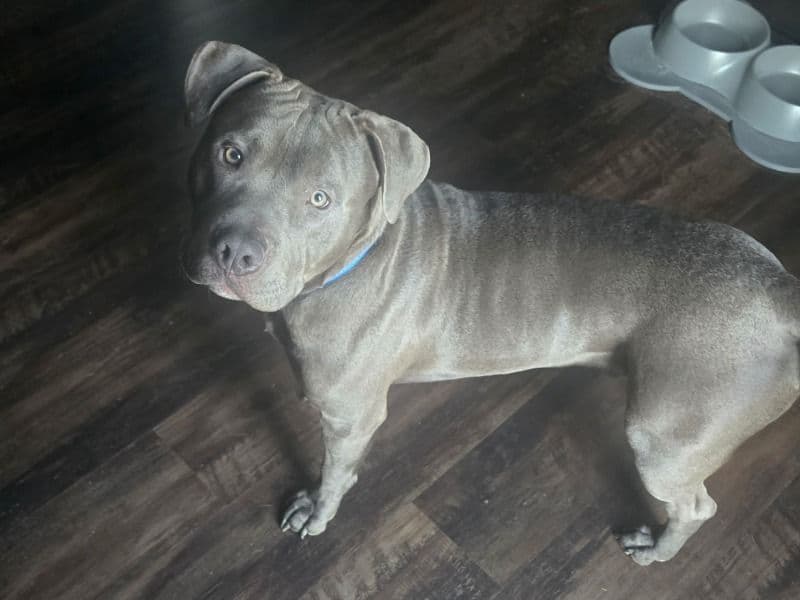 Blue nose Pitbull 8 months old male medium named Bleu for sale in Marion County, Indiana | Petmeetly