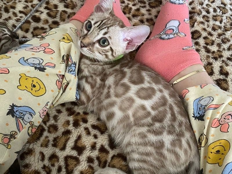 Tigger primary photo