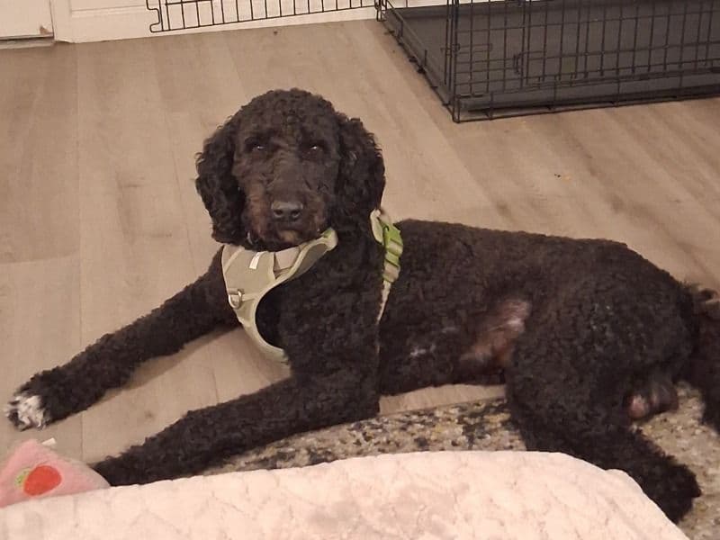 Labradoodle 1 year 9 months old male extra large named Oreo for breeding in Yolo County, California | Petmeetly