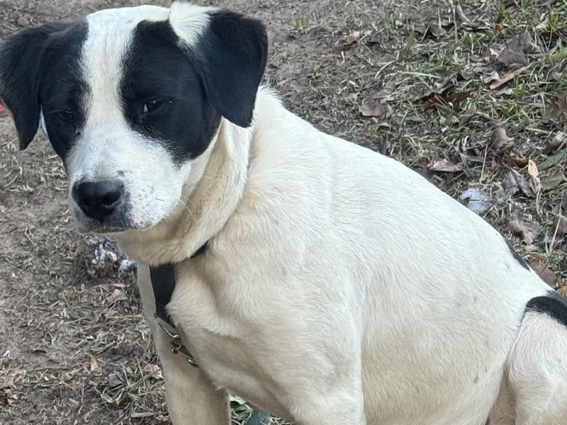 Collie 7 years 4 months old female medium named Kara for sale in Washington County, Georgia | Petmeetly