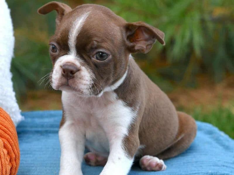 Boston Terrier 4 months old male medium named Sammy for sale | Petmeetly
