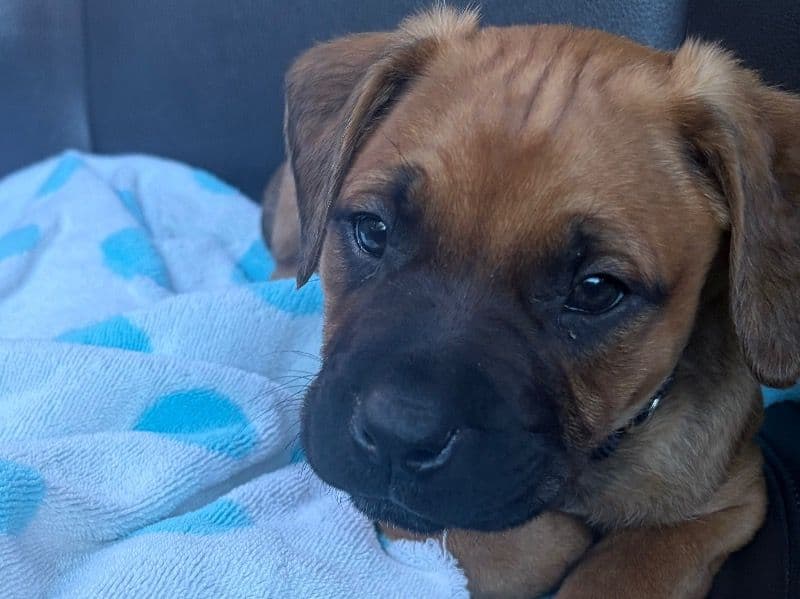 American PitBull Terrier 2 months old male small named Lucky for sale in Orange County, California | Petmeetly