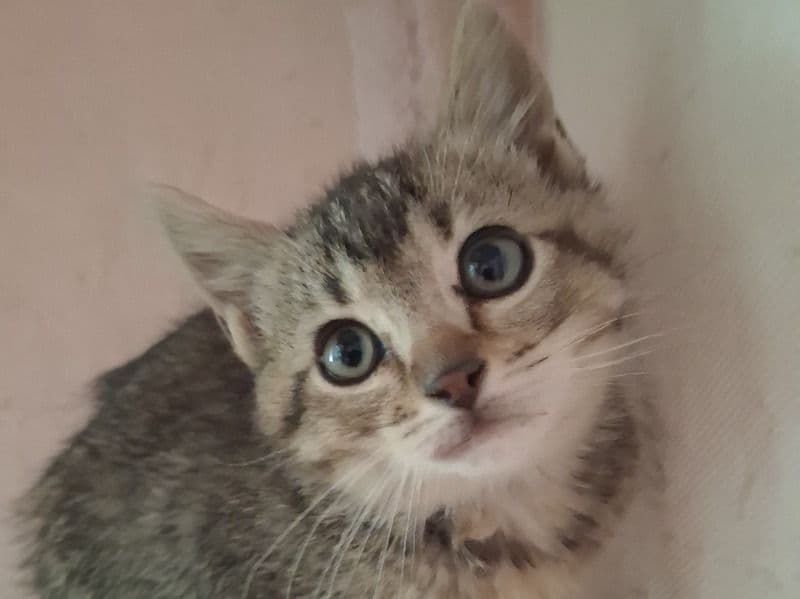 Bambi - American Shorthair | Petmeetly