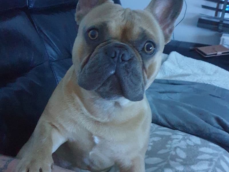 Gizmo primary photo