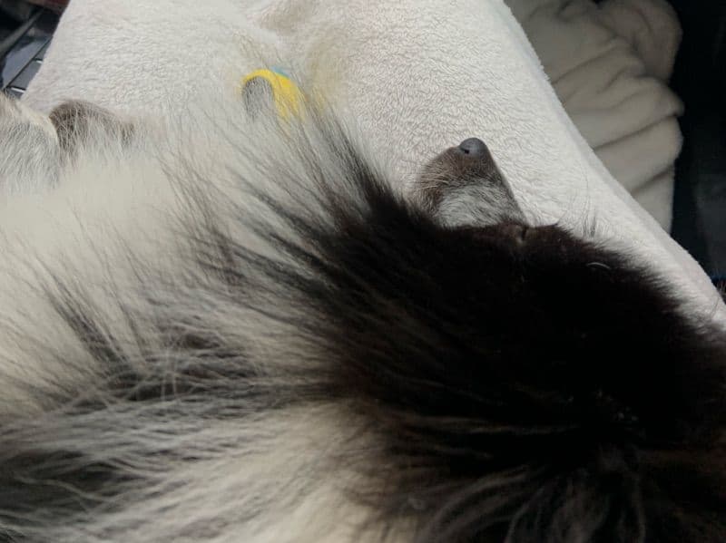 Pomeranian 2 years 4 months old male small named Major for sale in Maricopa County, Arizona | Petmeetly