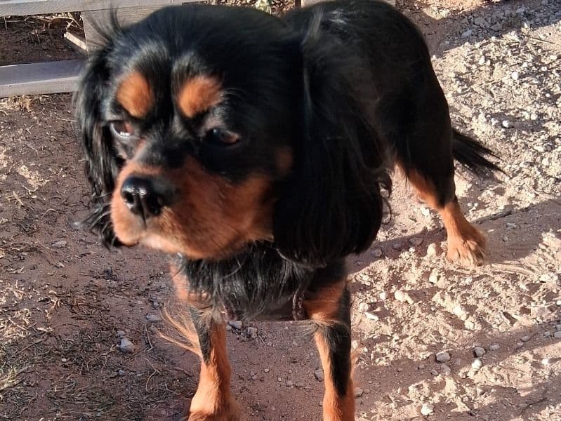 Cavalier King Charles Spaniel 1 year 1 month old male small named Samuel for breeding in Lea County, New Mexico | Petmeetly