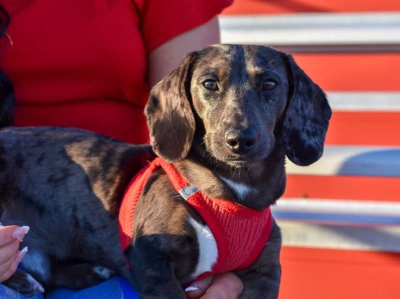 Miniature Dachshund 1 year 4 months old male small named Scooter for breeding in Anderson County, South Carolina | Petmeetly