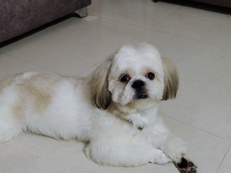 Shih Tzu 4 years old male medium named Chupky for breeding in Hyderabad, Telangana | Petmeetly