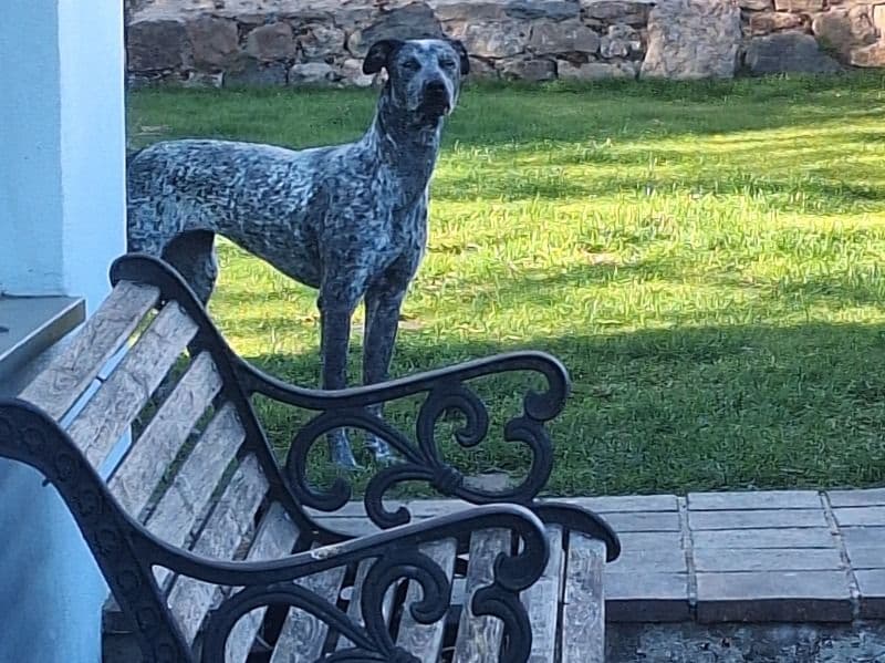 Whippet 1 year 8 months old female large named Misty for breeding in Flintshire, Wales | Petmeetly