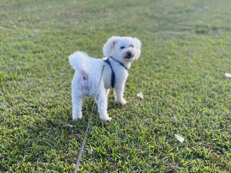 Bichon Frise 4 years 4 months old male small named Prince for breeding in Richland County, South Carolina | Petmeetly
