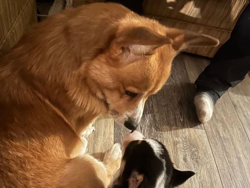 Corgi 8 years old male medium named Cooper for breeding in Monroe County, Indiana | Petmeetly