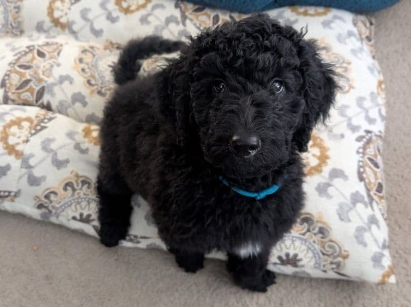 Australian Labrodoodle 2 months old male medium named Zephyr for sale in Haddam, Connecticut | Petmeetly